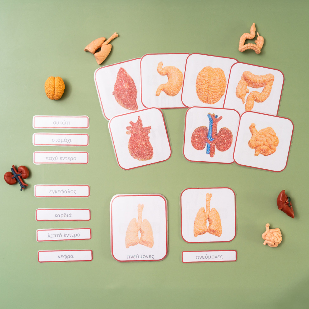 Τα όργανα του σώματος